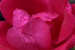 Rose in the Rain