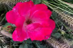 Pink Rose with Wheat Grass