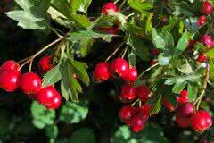 Red Berries