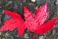 Red Fall Leaves in the Rain