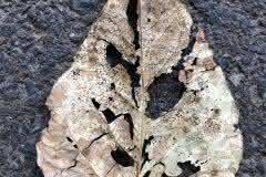 Holy Leaf