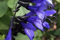 Blue Bellflower