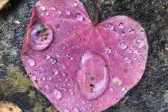 Maroon Leaf in the Rain