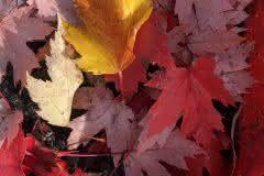 Fall Leaves