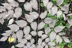 Symmetrical Spray of leaves