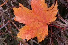 Orange leaf on Japanese Feather Maple