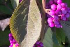 Purple Berries