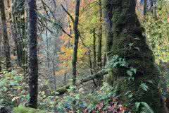 Portland, Oregon Deep Forest