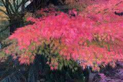 Japanese Maple in the Fall