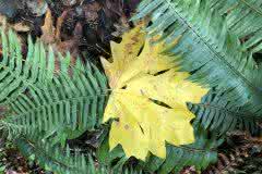 Yellow leaf on Green Ferns