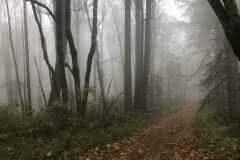 Forest in the Fog