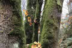 Deep Forest in Portland, Oregon