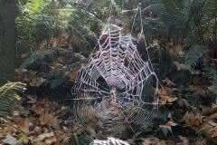 Caught in the Spider Web