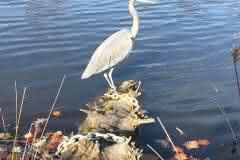 Blue Heron at the Pond