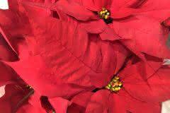 Red Poinsettia