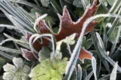 Frosted Leaves