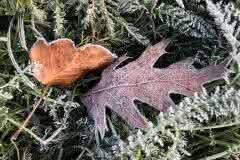 Frosted Leaves