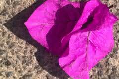 Magenta Bougainvillea on the sidewalk