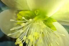 Yellow Helliobore