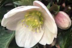 White  Helliobore