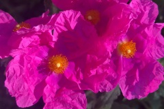 untitled-copy-2