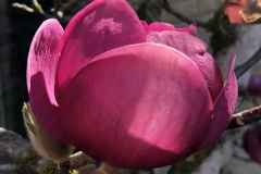 cropped-img_6478