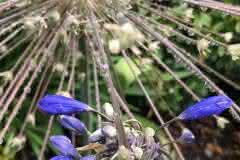 Explosion of Blue Agapanthus
