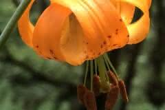 Orange Columbia Lily