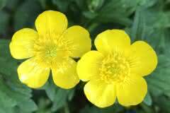 Yellow Buttercup