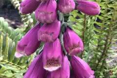 Purple Foxglove