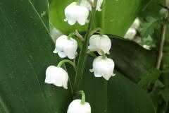 Lily of the Valley