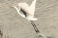 White Egret Rising