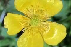 Buttercup