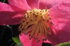 Pink Rose