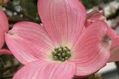 Pink Dogwood