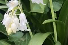 White Fairy Bellflower