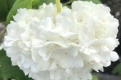 White Snowball Hydrangea