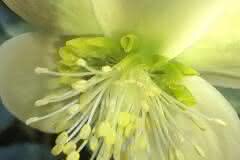 Tender Yellow Hellebore