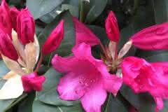 Budding Rhododendron