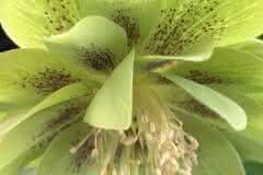 Tender Green Hellebore