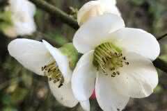 White Wild Flower