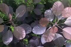 Cotinus Coggygria Royal Purple