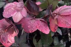 Tender Maroon Hellebore