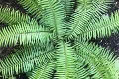 Portland Green Fern