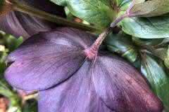 Tender Maroon Hellebore