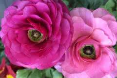 Pink Ranunculus