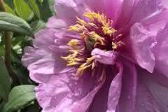 Pink Peony