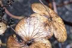 Mystical Winter Hydrangea