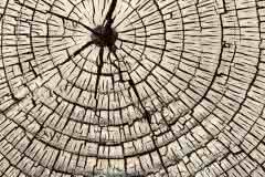 Tree Rings