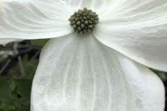 White Dogwood